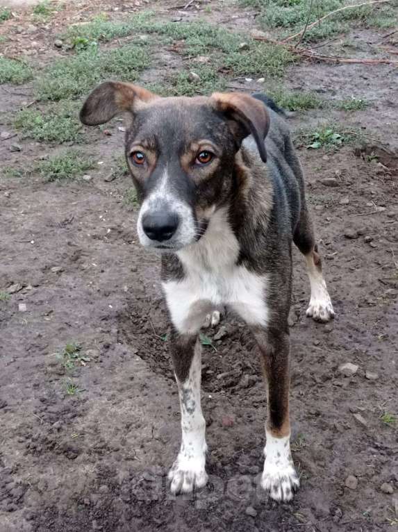 Собаки в Краснодаре: ДЖЕМ СУПЕР ОХРАННИК Мальчик, Бесплатно - фото 9