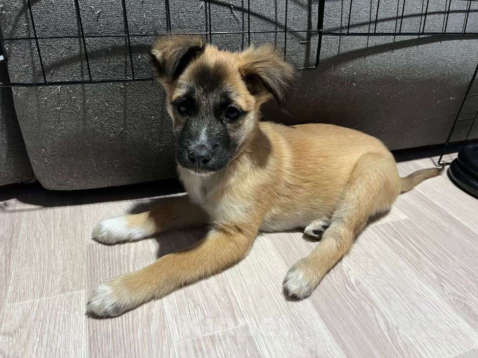 Собаки в Химках: Малышка Лиса Девочка, Бесплатно - фото 6