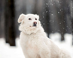 Собаки в Москве: Белка ищет дом! Девочка, Бесплатно - фото 2