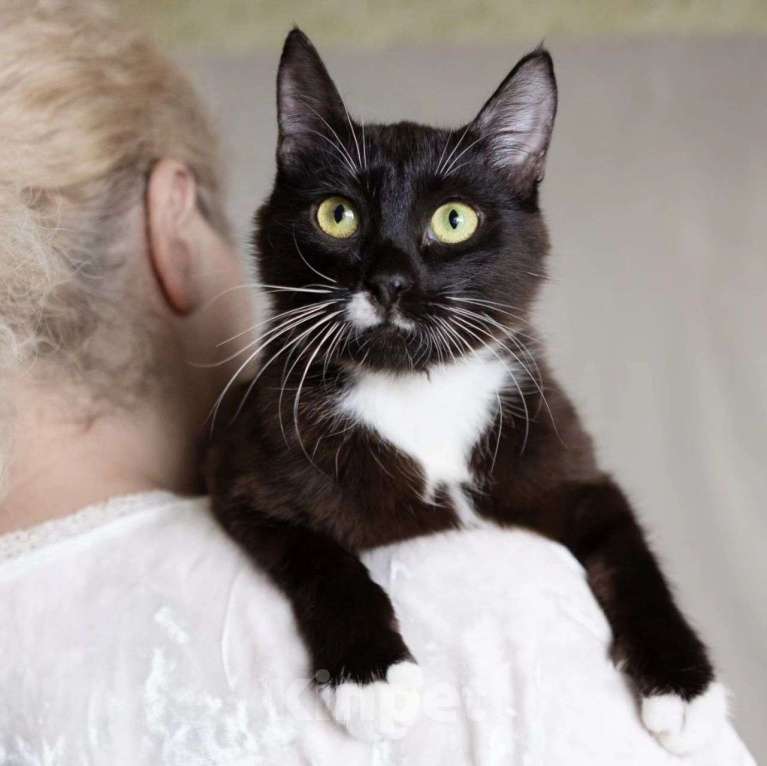 Кошки в Москве: Черненькая Чича ищет домик Девочка, Бесплатно - фото 2