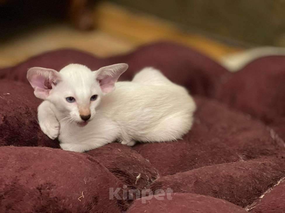 Кошки в Москве: Сиамский с белым мальчик - зайчик Мальчик, 70 000 руб. - фото 2