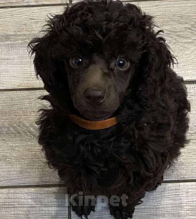 Собаки в Москве: Щенки пуделя Девочка, 100 000 руб. - фото 7