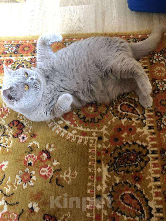 Кошки в Бронницах: Британская короткошерстная Девочка, 1 000 руб. - фото 2