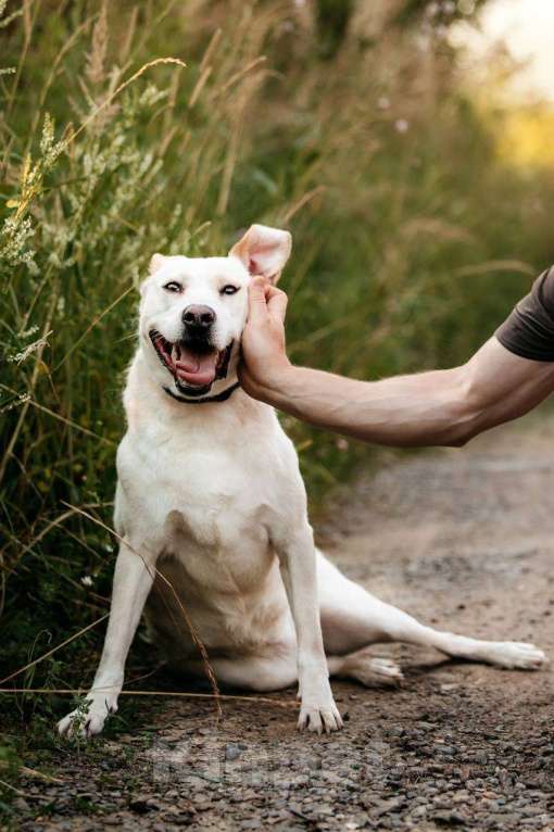 Собаки в Москве: Метис амстаффа. Собака Снежка ищет дом Девочка, Бесплатно - фото 4
