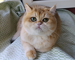 Кошки в других городах Ленинградской области: Золотая британская кошечка Девочка, 26 000 руб. - фото 2