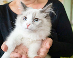 Кошки в Москве: Котенок Пиксель ищет свою семью и дом, в добрые руки Мальчик, Бесплатно - фото 2