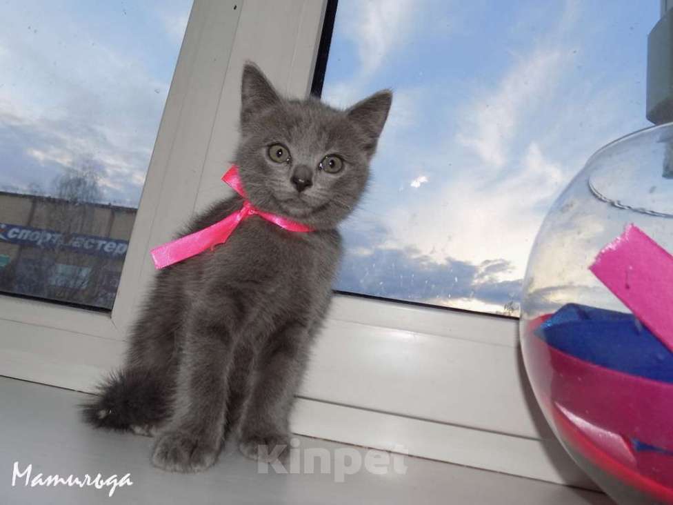 Кошки в Москве: Шотландский прямоухий котенок, девочка Девочка, 10 000 руб. - фото 3