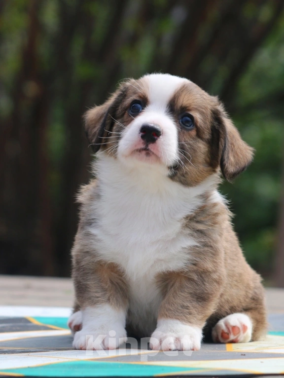 Собаки в Люберцах: Рыжий корги Мальчик, Бесплатно - фото 2