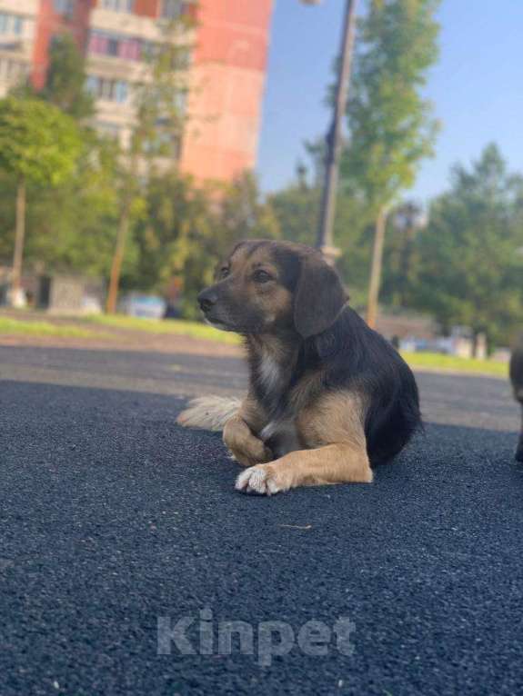 Собаки в Москве: ФИФОЧКА Девочка, Бесплатно - фото 1