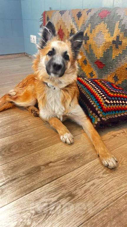 Собаки в Москве: Щенок Микки Мальчик, Бесплатно - фото 3