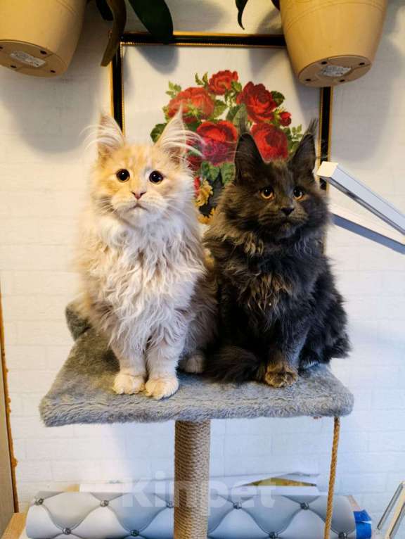 Кошки в Москве: Флиппи Мальчик, 70 000 руб. - фото 7