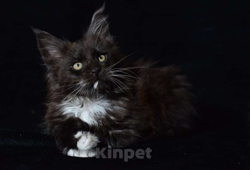 Кошки в Котельнике: Мейн-кун котёнок Полидакт Мальчик, 37 000 руб. - фото 2