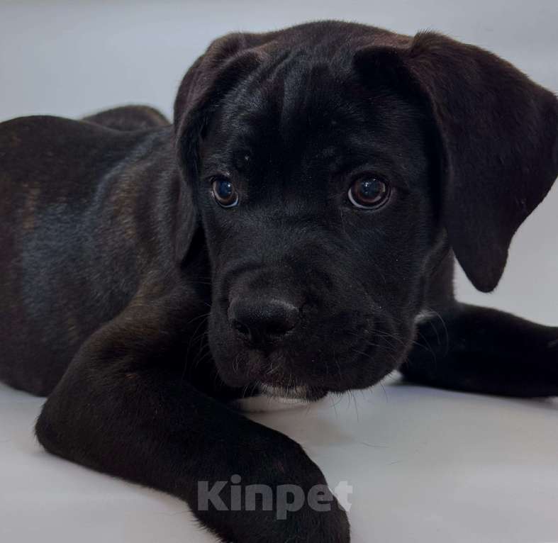 Собаки в Приморско-Ахтарске: Щенки кане корсо  Девочка, 15 000 руб. - фото 3