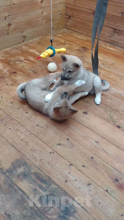 Собаки в других городах Калужской области: Западносибирская лайка, посмотреть https://dropmefiles.com/EFo7F Мальчик, 7 000 руб. - фото 3