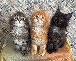 Кошки в Вичуге: Котенок мейн-кун Мальчик, 35 000 руб. - фото 9