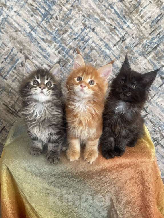 Кошки в Вичуге: Котенок мейн-кун Мальчик, 35 000 руб. - фото 9