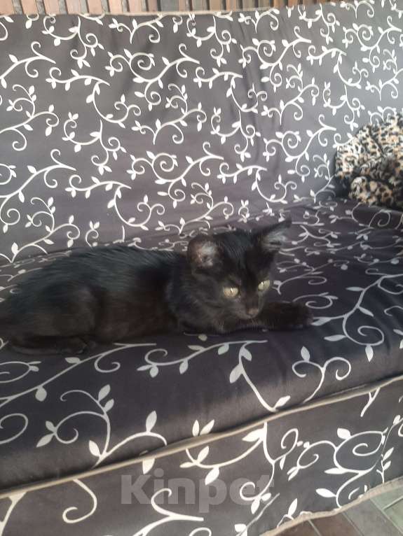 Кошки в Самаре: Фрося Девочка, Бесплатно - фото 3