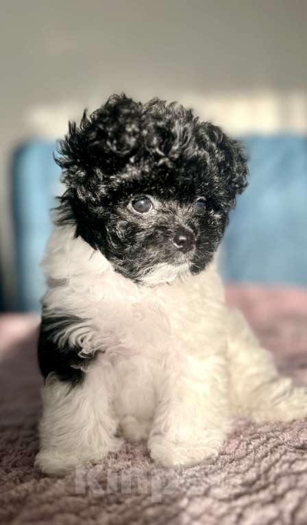 Собаки в Санкт-Петербурге: Мальчик Пушон Мальчик, 50 000 руб. - фото 2