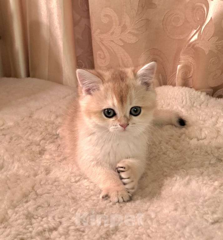 Кошки в Москве: Золотая девочка ny 11 Девочка, 35 000 руб. - фото 3