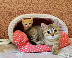 Кошки в Мытищах: Шотландские котята  Мальчик, 12 000 руб. - фото 2