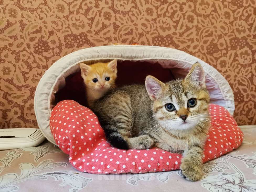 Кошки в Мытищах: Шотландские котята  Мальчик, 12 000 руб. - фото 2