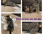 Кошки в Нижнем Новгороде: Бенгальские котята Мальчик, 20 000 руб. - фото 1