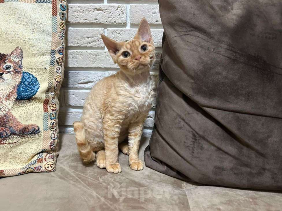 Кошки в Москве: девон рекс котик рыжий Мальчик, 65 000 руб. - фото 6