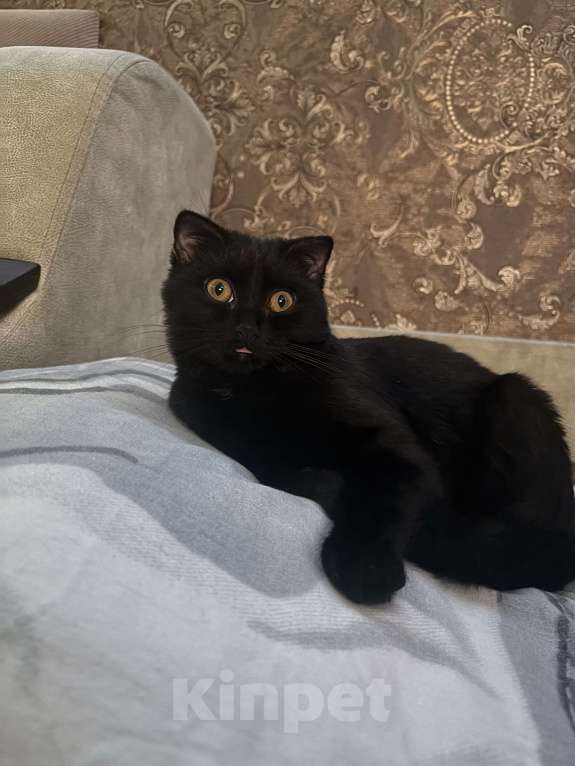 Кошки в Воронеже: Продам кошечку 7 месяцев, из-за переезда в эта малышка ищет хороших хозяев, Сейчас временно не можем Девочка, 2 000 руб. - фото 2