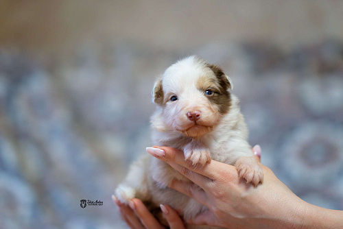 Австралийская овчарка, щенок