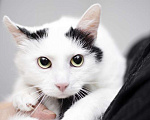Кошки в Москве: Белый молодой нежный котик Рошфор в добрые руки Мальчик, 1 руб. - фото 5