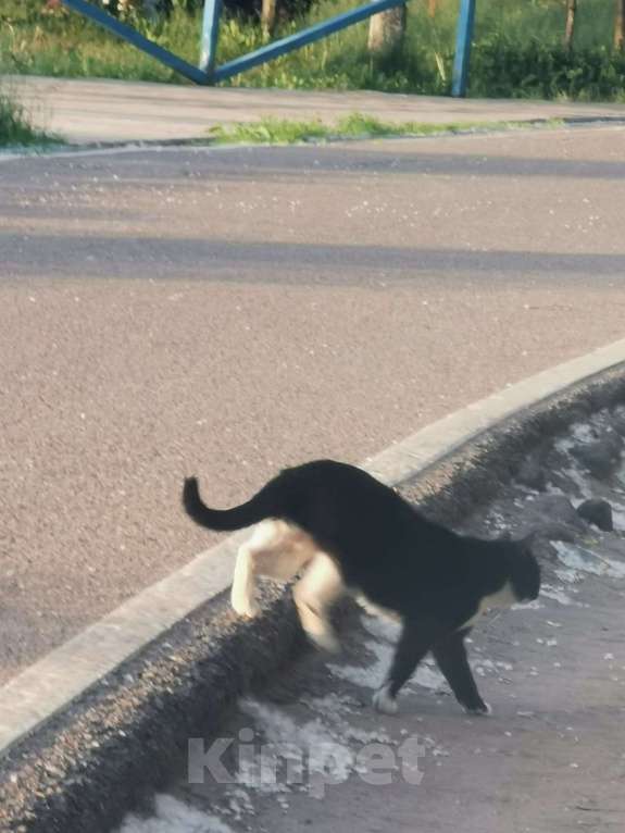 Кошки в Москве: Потерялась кошка  Девочка, 3 000 руб. - фото 2