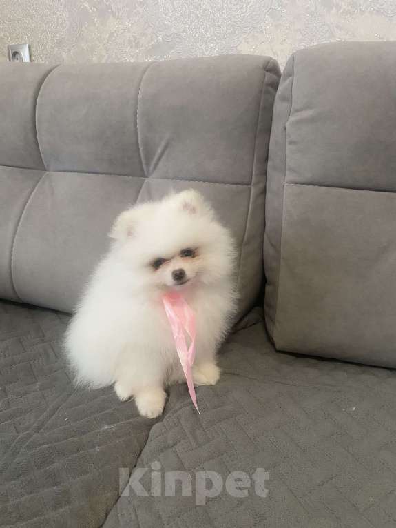 Собаки в Кемерово: Продажа щенков немецкого шпица Девочка, 45 000 руб. - фото 2