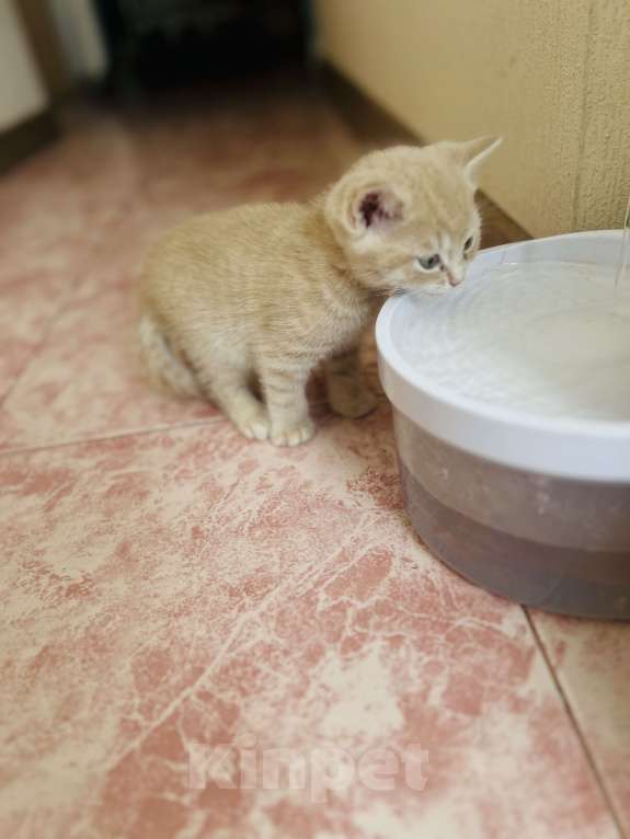 Кошки в Санкт-Петербурге: Шотландские котята продажа Мальчик, 15 000 руб. - фото 4