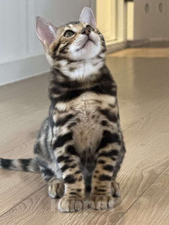 Кошки в Пскове: Гоча Мальчик, 45 000 руб. - фото 4