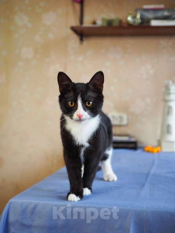 Кошки в Москве: Котёнок в добрые руки  Мальчик, Бесплатно - фото 5