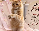 Кошки в Санкт-Петербурге: Рыжая девочка Девочка, Бесплатно - фото 4