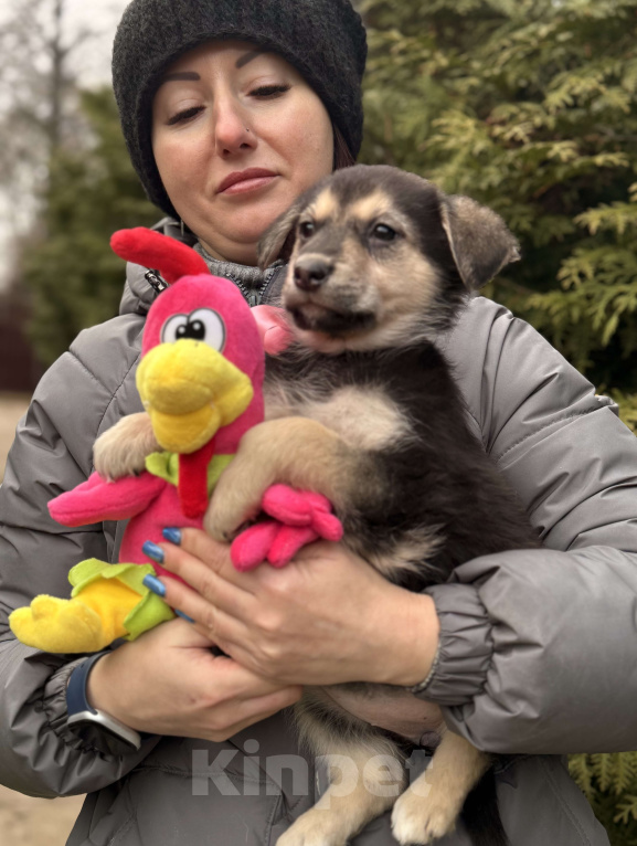 Собаки в Красногорске: Красивый щенок девочка с красивым именем Рози ищет хозяина Девочка, Бесплатно - фото 5