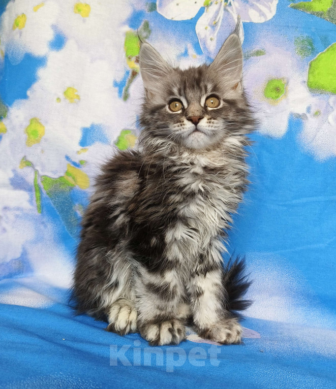 Кошки в Москве: Котёнок Мейн Кун Девочка из питомника Девочка, 50 000 руб. - фото 2