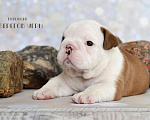 Собаки в Калуге: Английский бульдог щенок Мальчик, 100 000 руб. - фото 3
