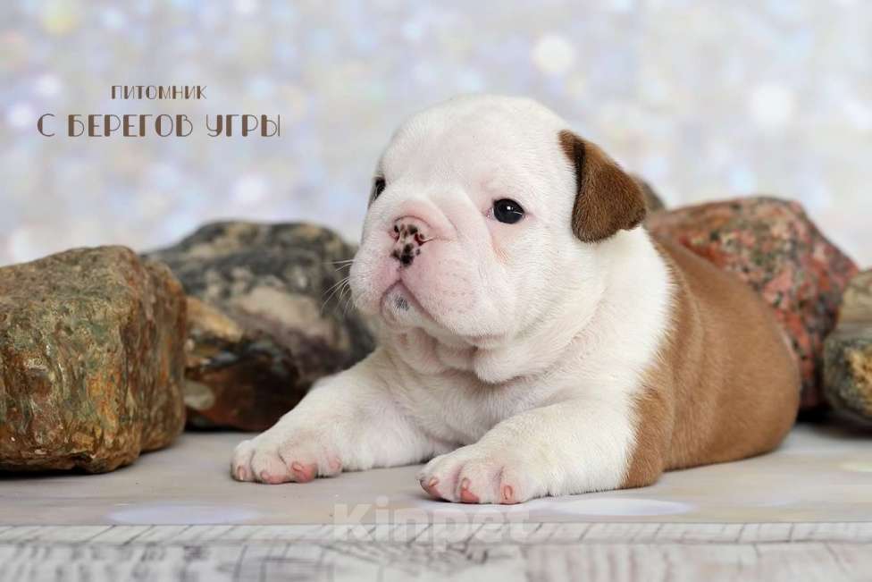 Собаки в Калуге: Английский бульдог щенок Мальчик, 100 000 руб. - фото 3