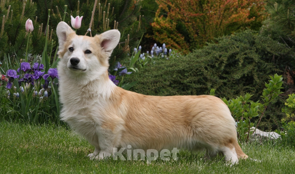 Собаки в Самаре: Кобель корги Мальчик, 100 000 руб. - фото 4