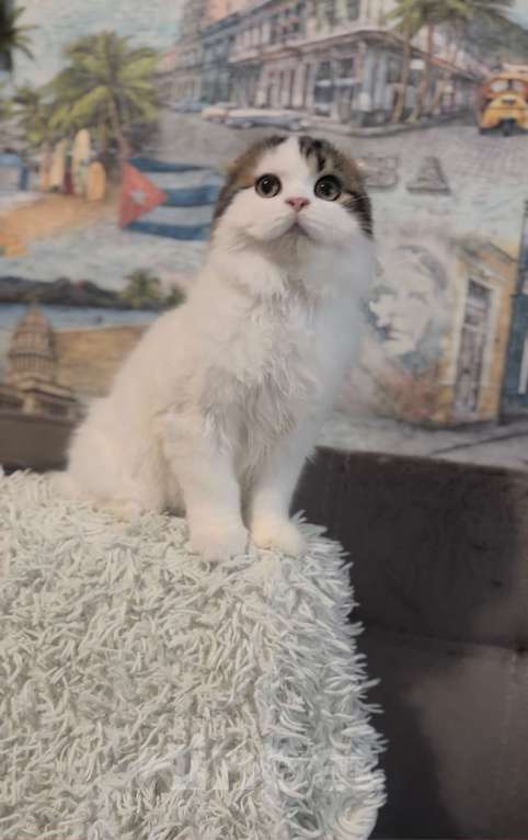 Кошки в Брянске: Шотландский вислоухий котенок  Мальчик, Бесплатно - фото 2