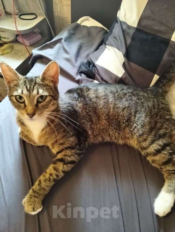 Кошки в Дубне: Отдам кошку в хорошие руки Девочка, Бесплатно - фото 3