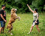 Собаки в Москве: Тиграш Мальчик, Бесплатно - фото 2