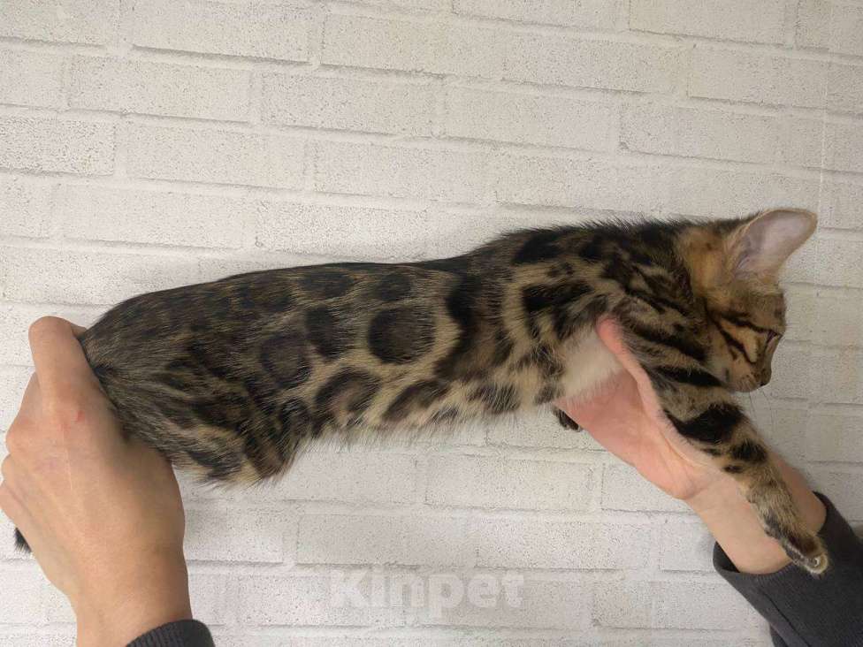 Кошки в Лобне: Бенгальская девочка Девочка, 25 000 руб. - фото 3