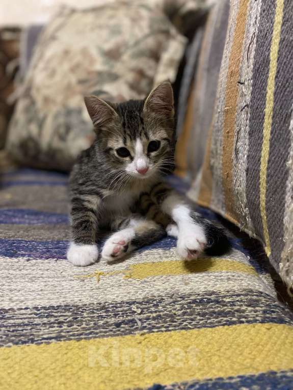 Кошки в Москве: Котенок Томас в добрые руки Мальчик, Бесплатно - фото 2