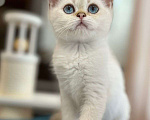 Кошки в Москве: Шотландская прямоухая кошка Девочка, 15 000 руб. - фото 2