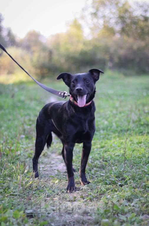 Собаки в Москве: Маленькая собачка Рони в добрые руки  Мальчик, Бесплатно - фото 2