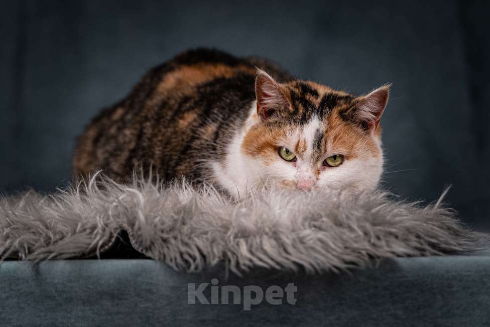 Кошки в Клине: Ириска — просто замечательная кошечка Девочка, Бесплатно - фото 1