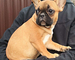 Собаки в Красноармейске: Девочки французкого бульдога Девочка, 30 000 руб. - фото 2